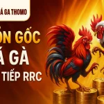 nguồn gốc đá gà trực tiếp dagatructiephomnay